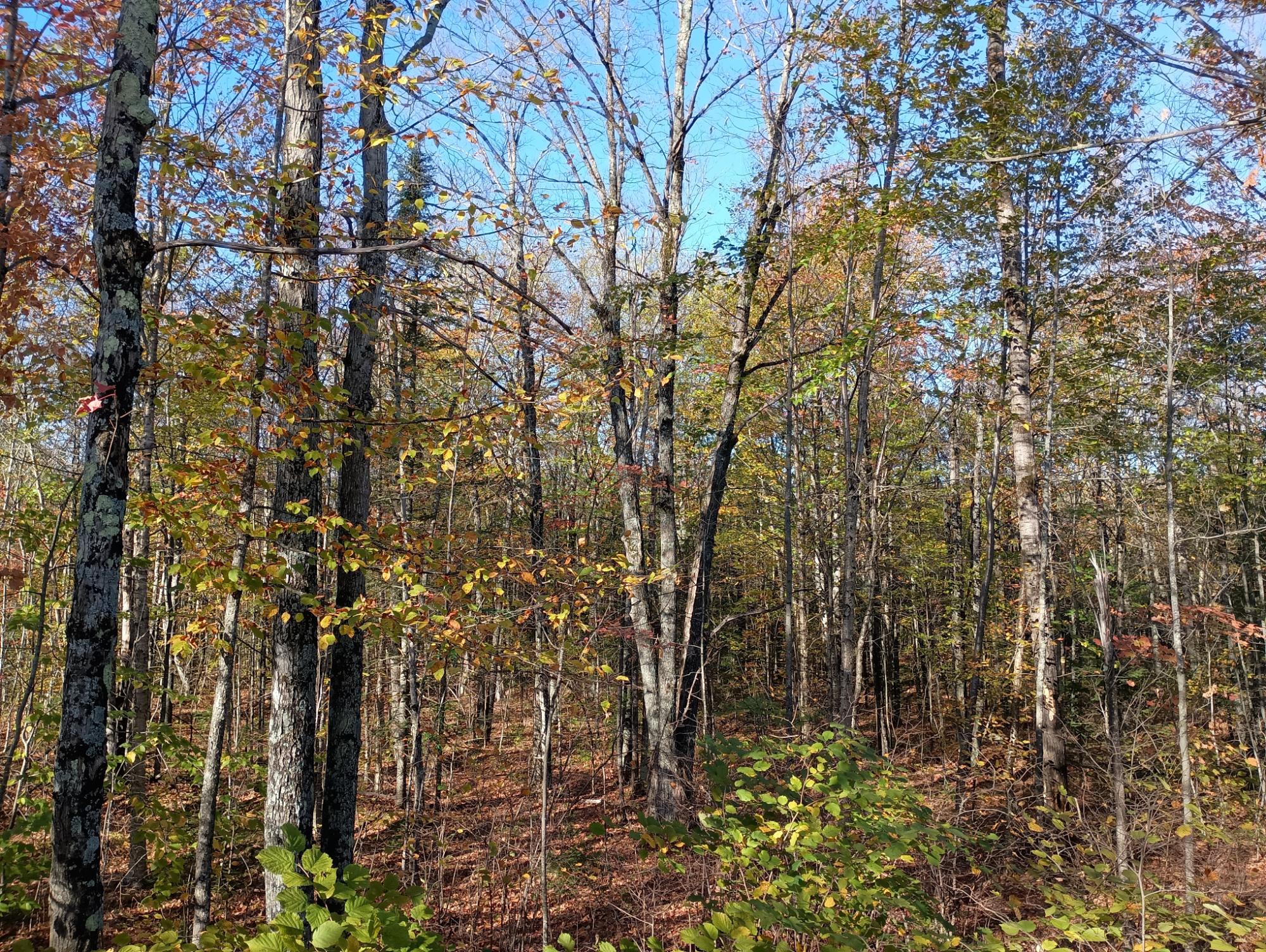 ON KORNSTEAD RD 80 ac