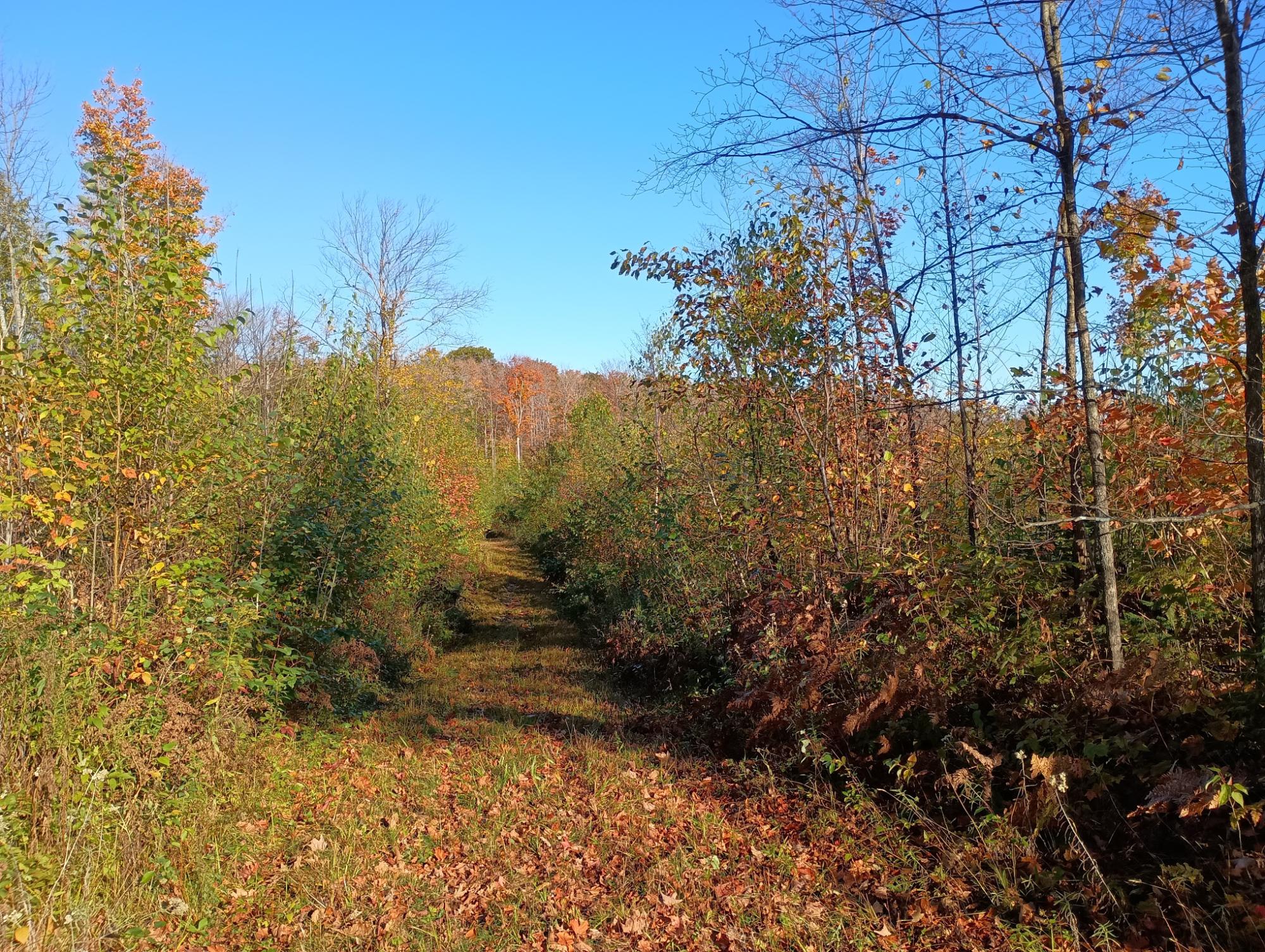 ON KORNSTEAD RD 80 ac