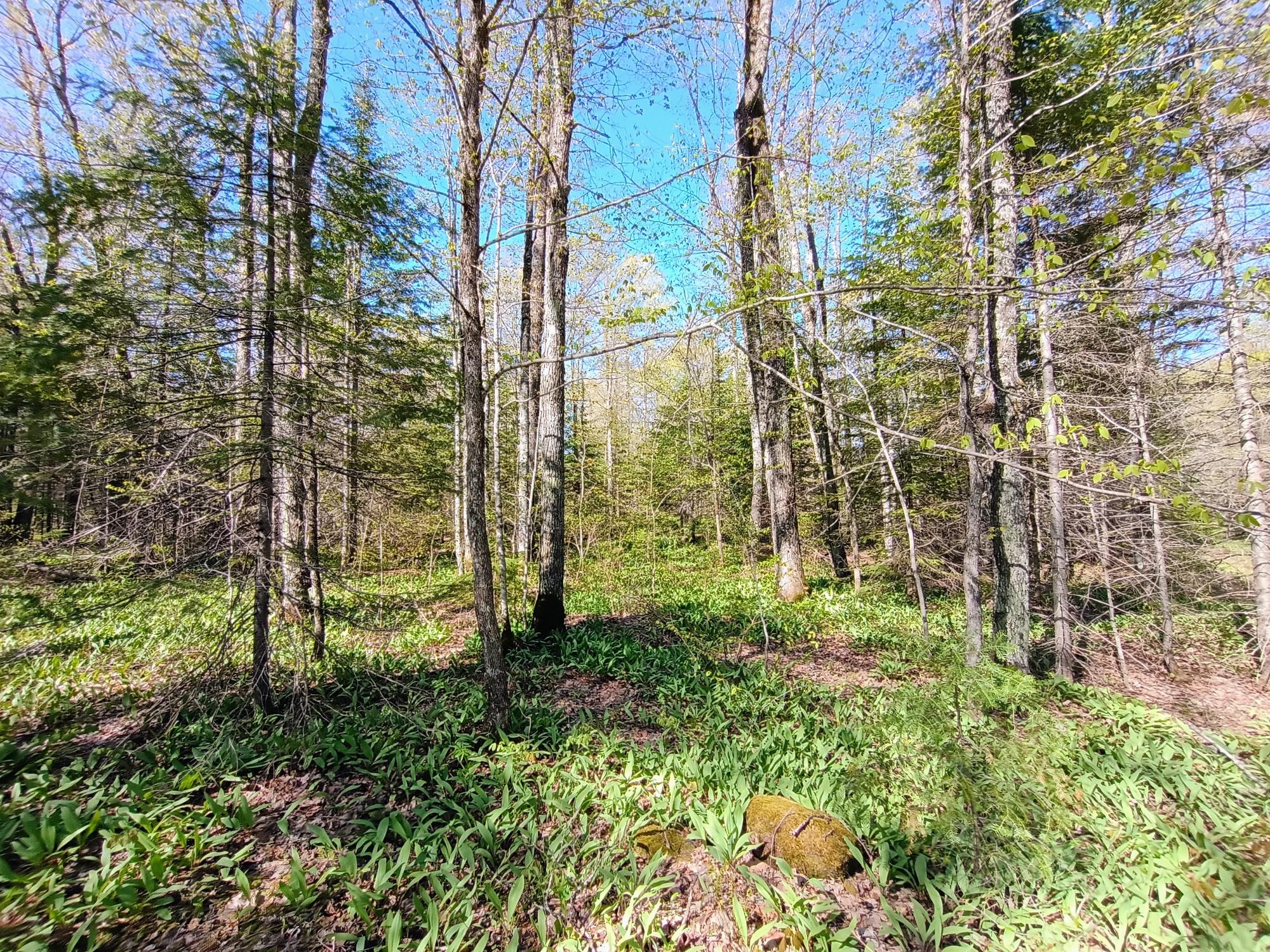 40 AC ON NIG REIN RD +/- 40 ac