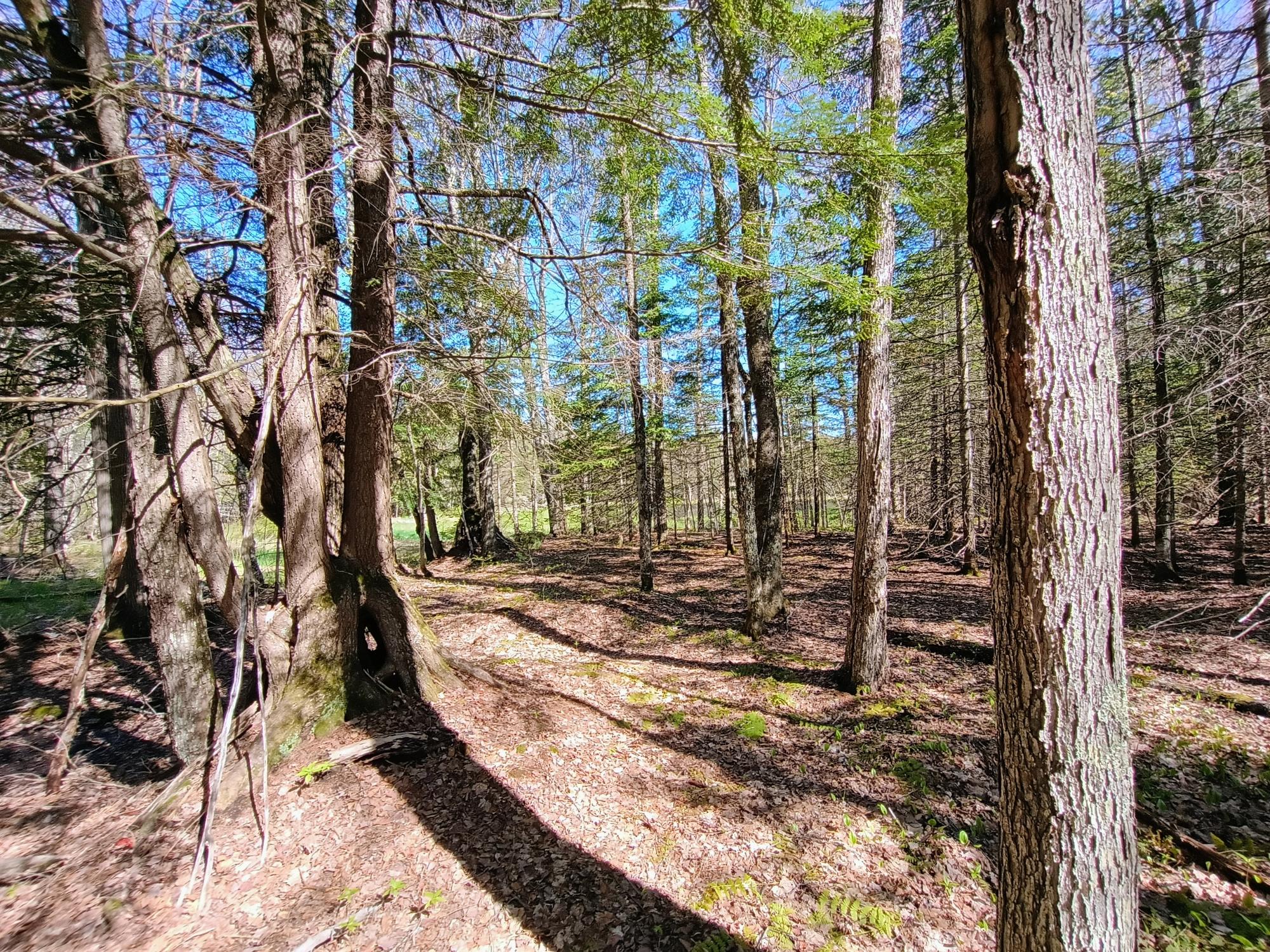 40 AC ON NIG REIN RD +/- 40 ac