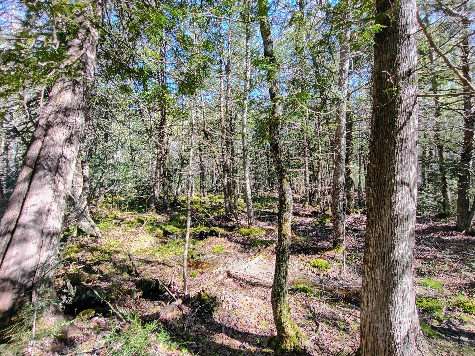 40 AC ON NIG REIN RD +/- 40 ac