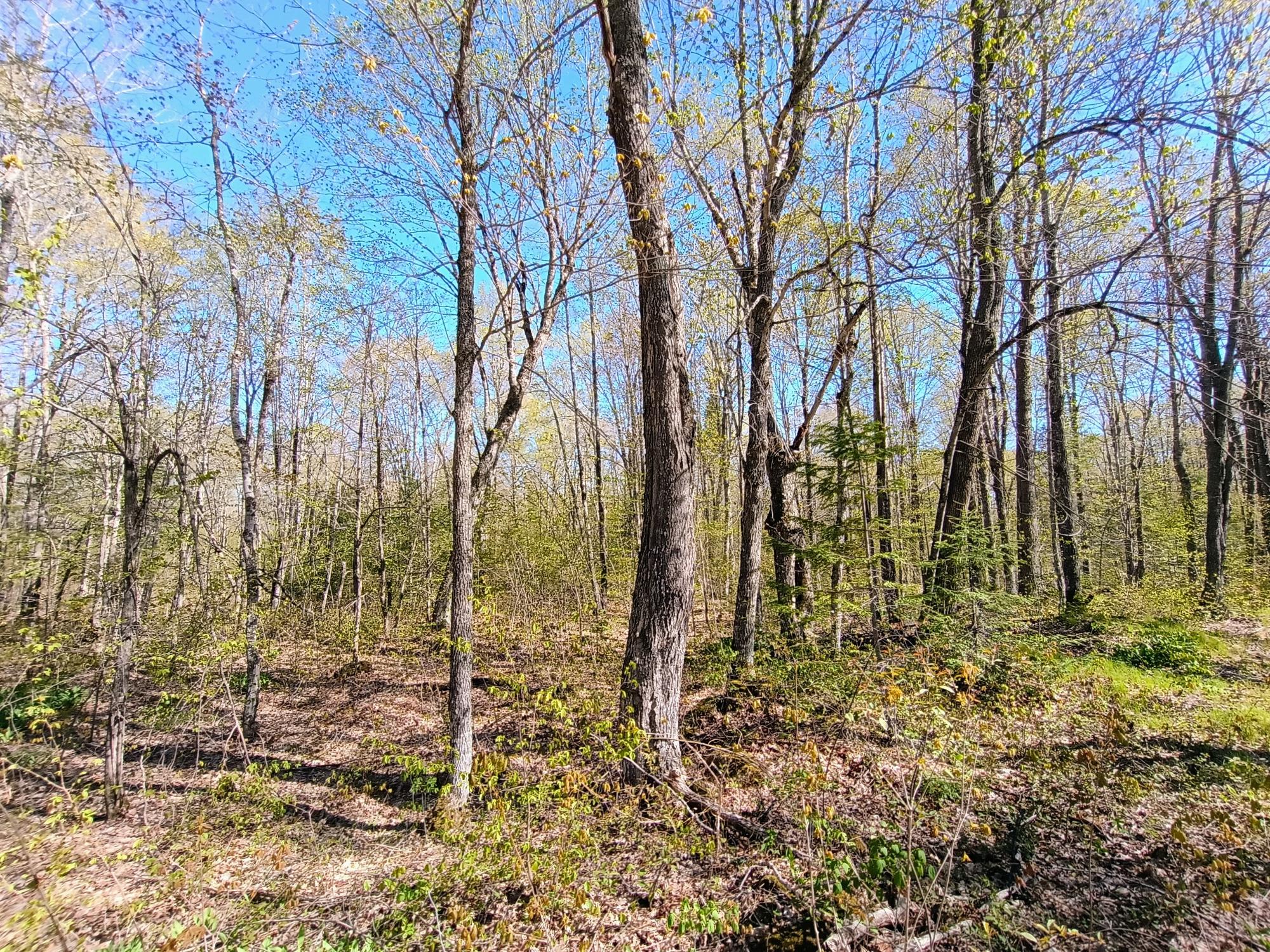 40 AC ON NIG REIN RD +/- 40 ac