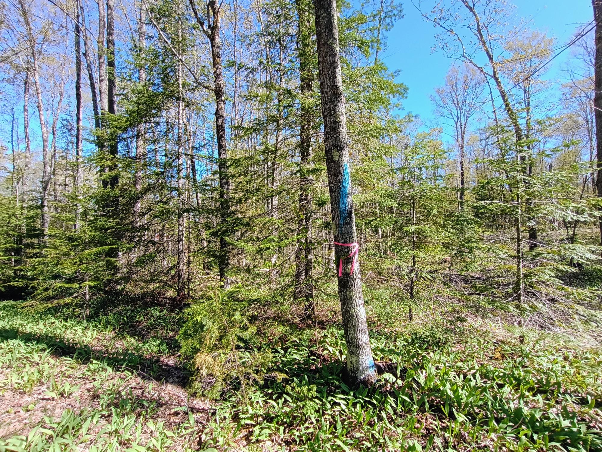 40 AC ON NIG REIN RD +/- 40 ac