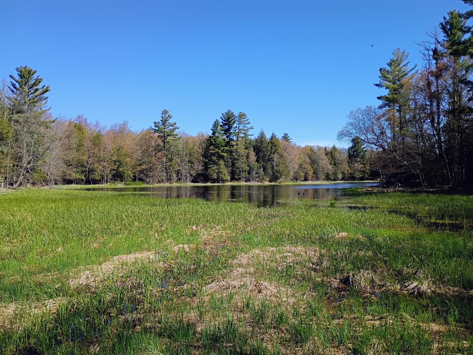 40 AC ON NIG REIN RD +/- 40 ac