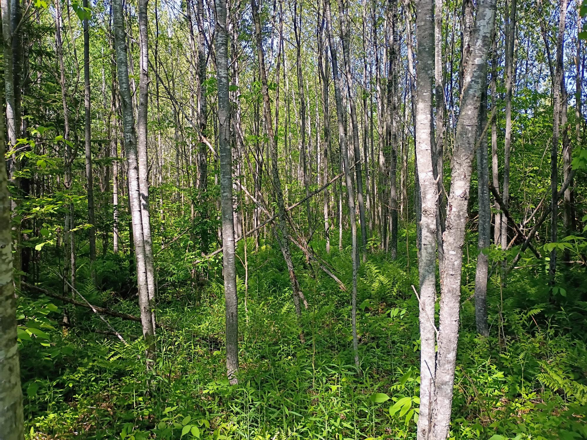 55.77 AC NEUBERGER RD +/- 55.77