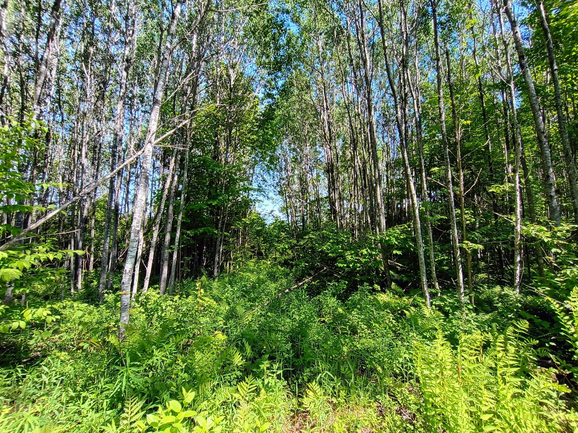 55.77 AC NEUBERGER RD +/- 55.77
