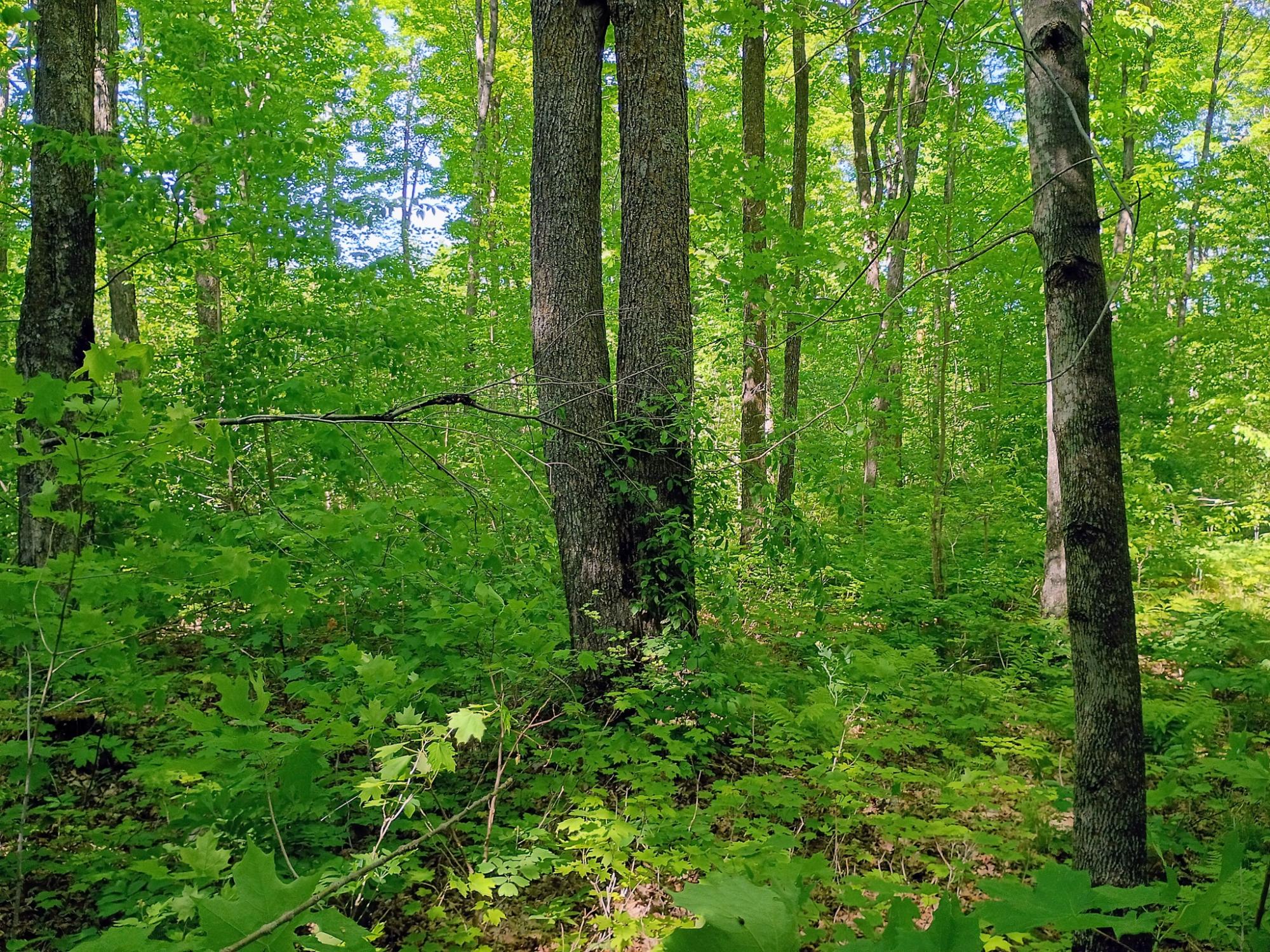 74.40 AC NEUBERGER RD +/- 74.40