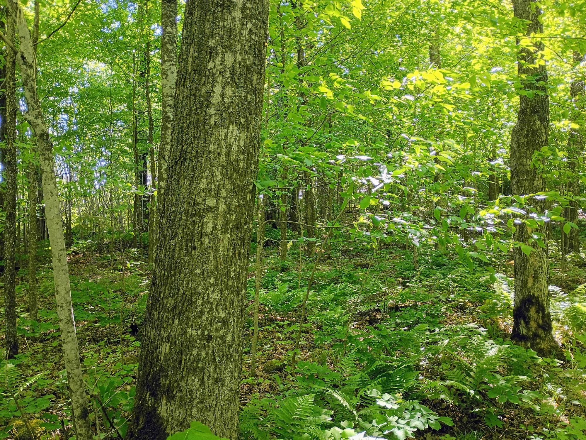 74.40 AC NEUBERGER RD +/- 74.40