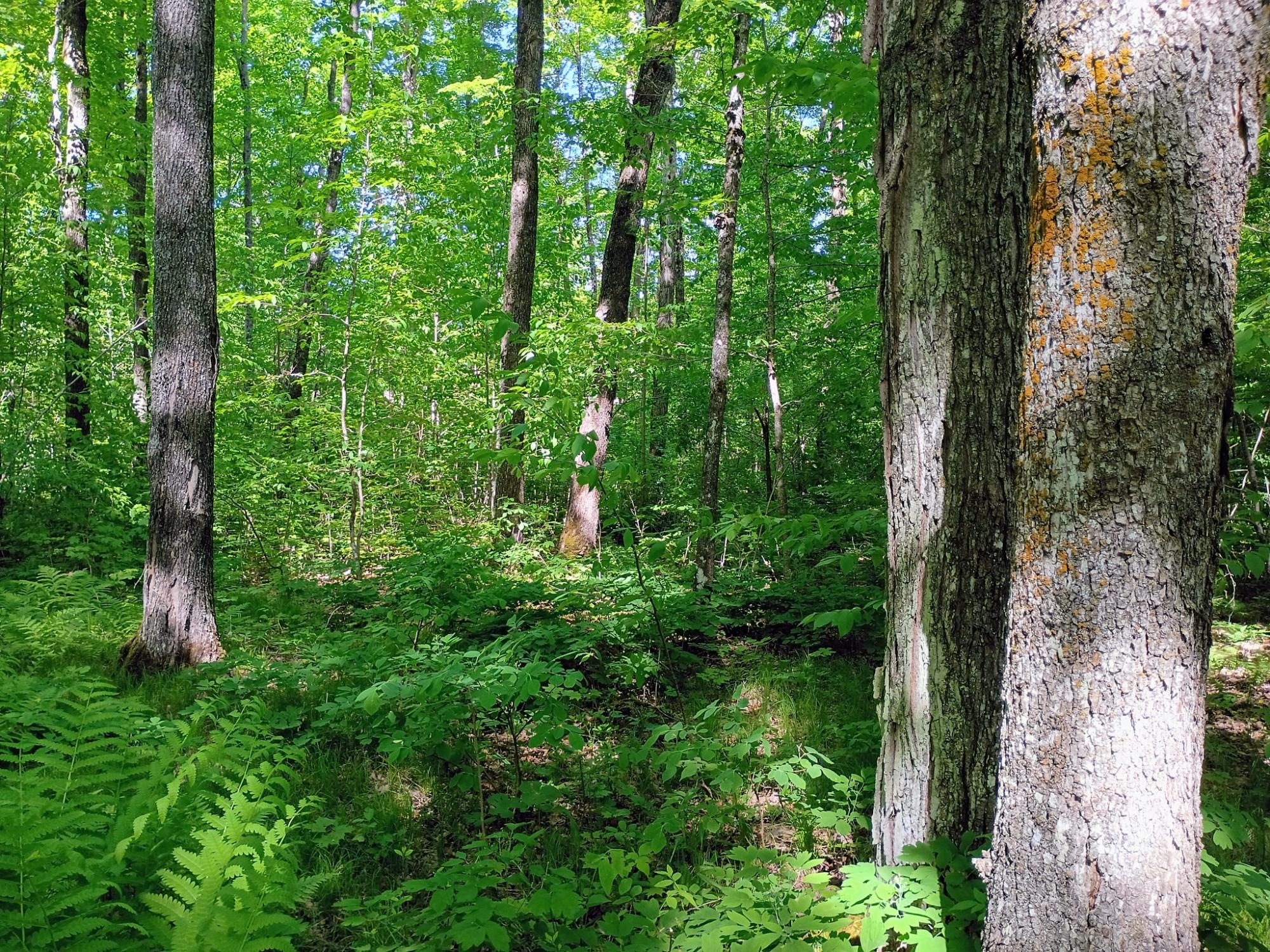 74.40 AC NEUBERGER RD +/- 74.40