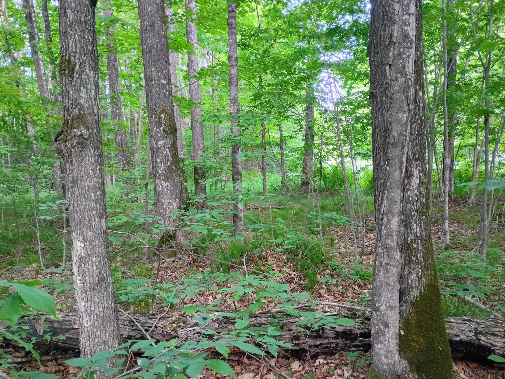 120+/- SILVER CREEK RD