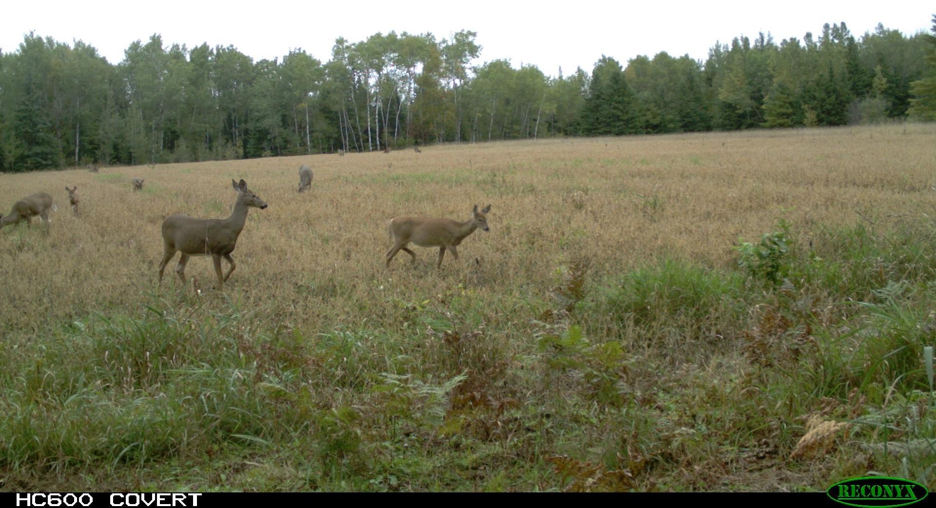 N11067 CTH F