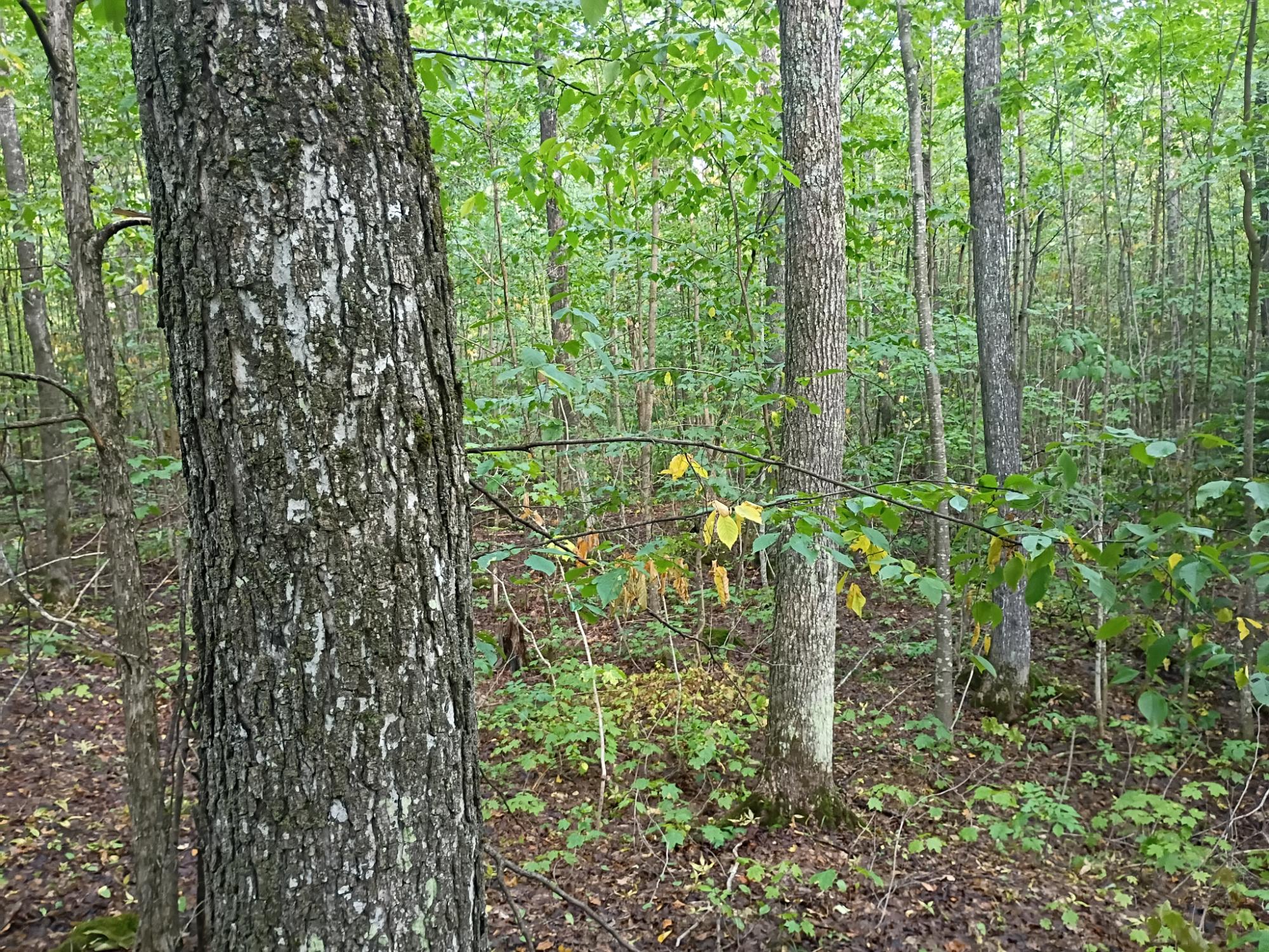 283.12ac VALLEY RD