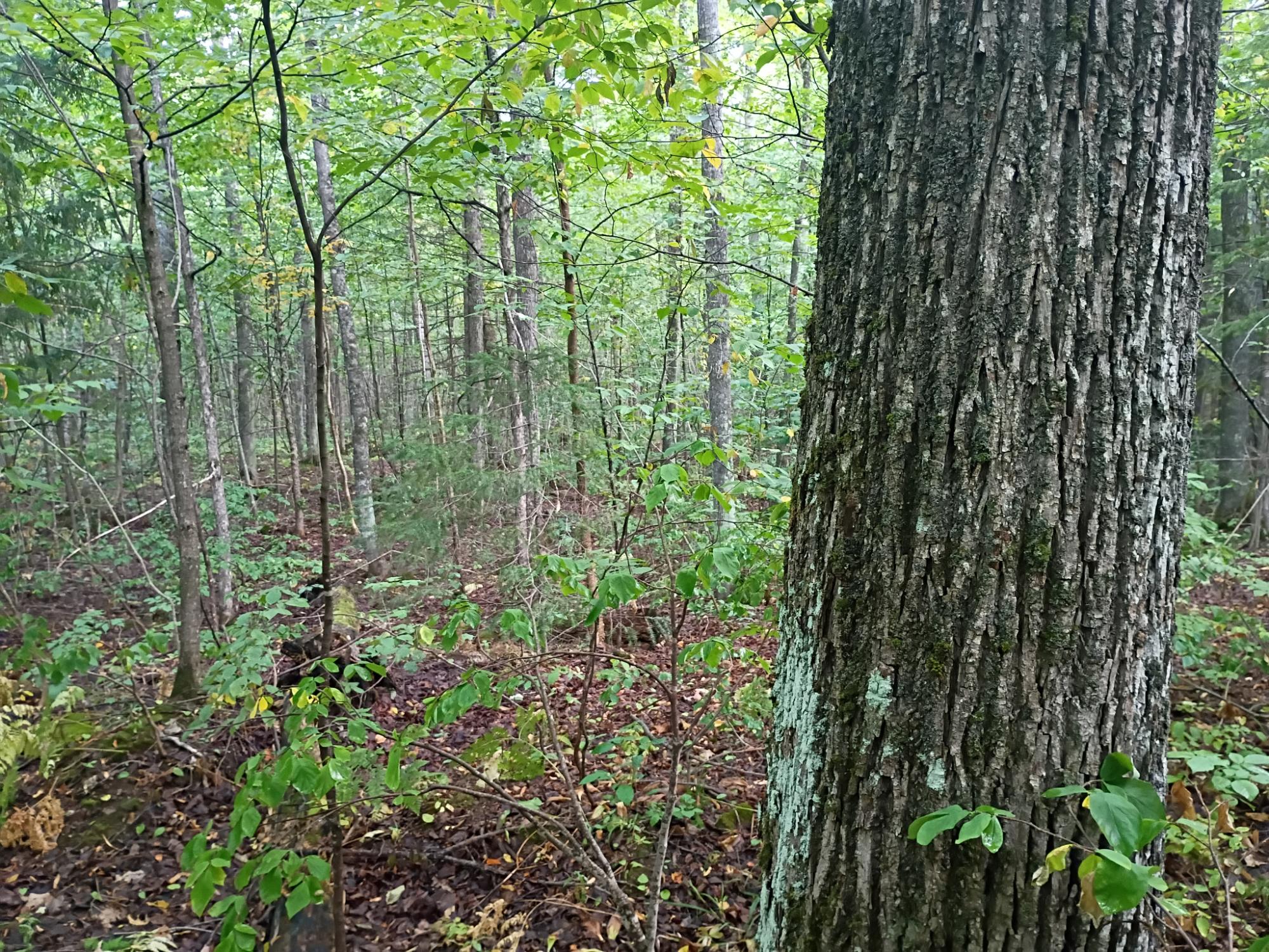 283.12ac VALLEY RD