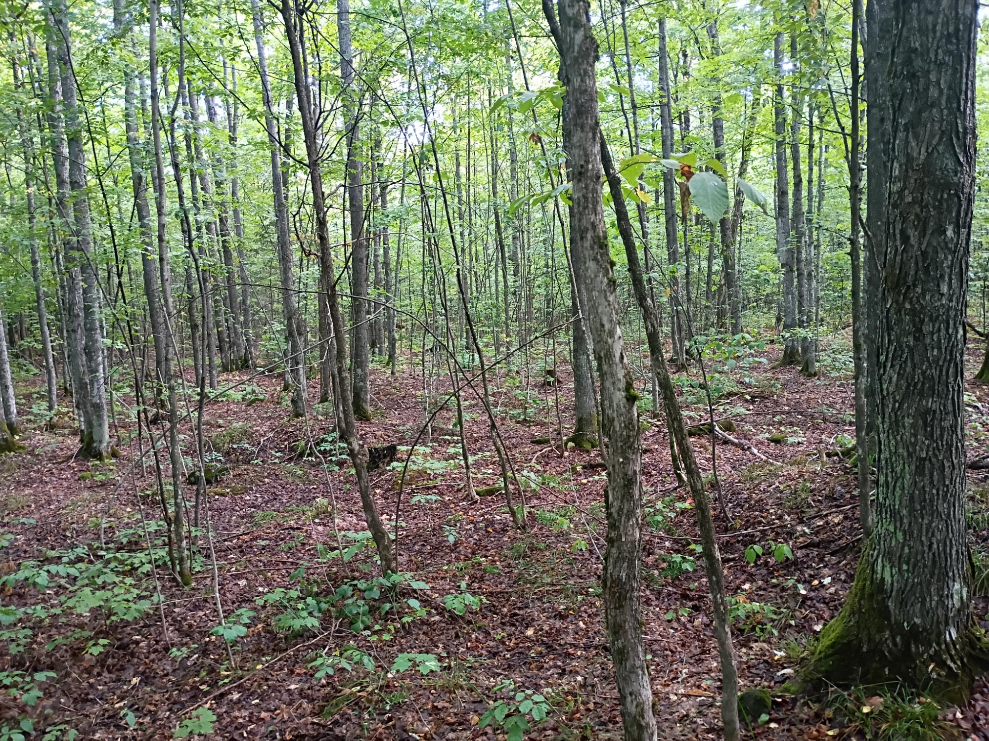 283.12ac VALLEY RD