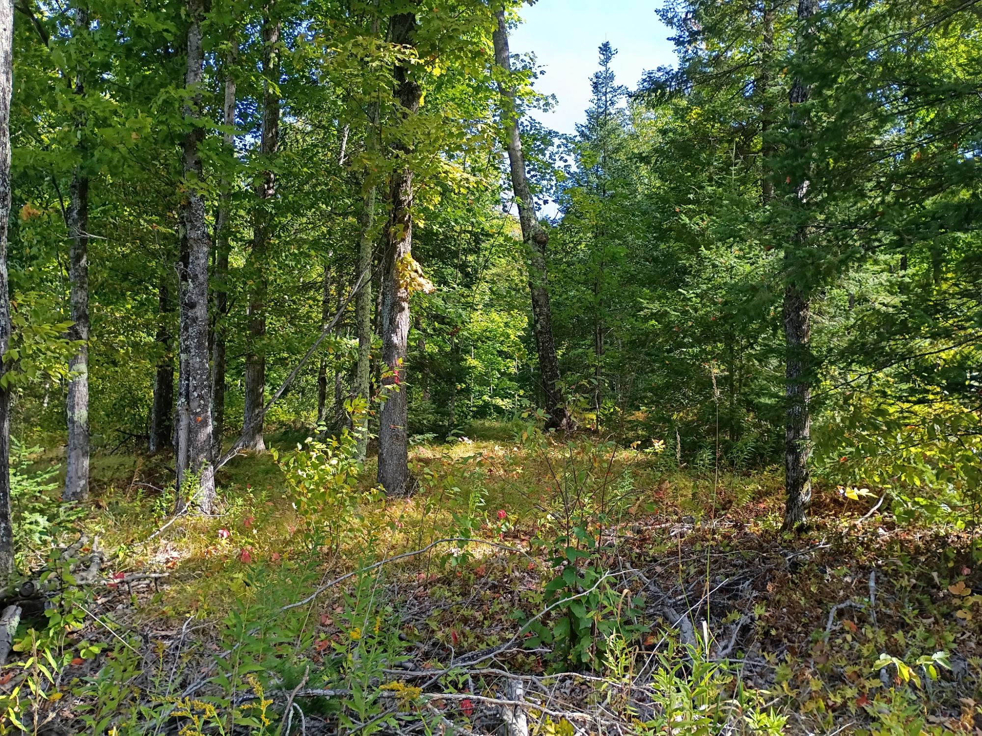 40ac On WAGNER VOGT RD