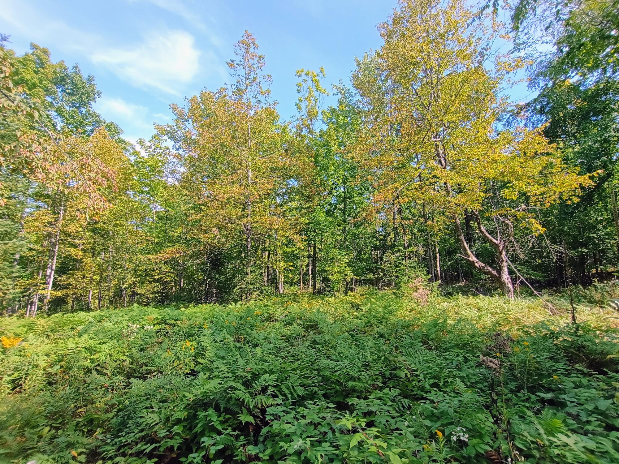 40ac On WAGNER VOGT RD