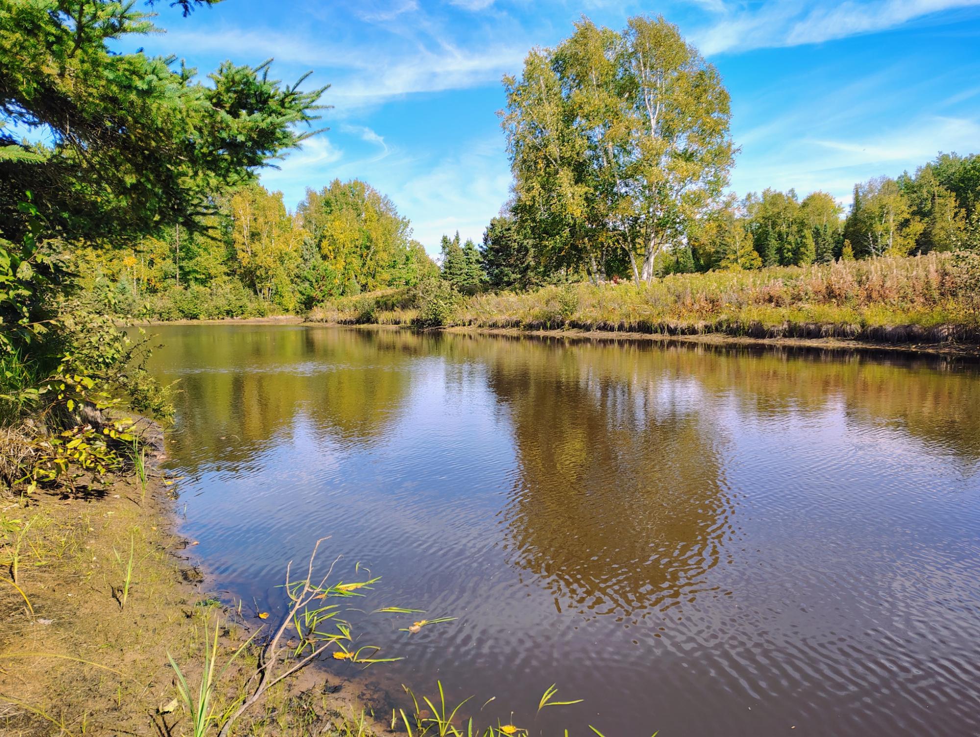 Tree-lined pond with autumn foliage and grassy shoreline.