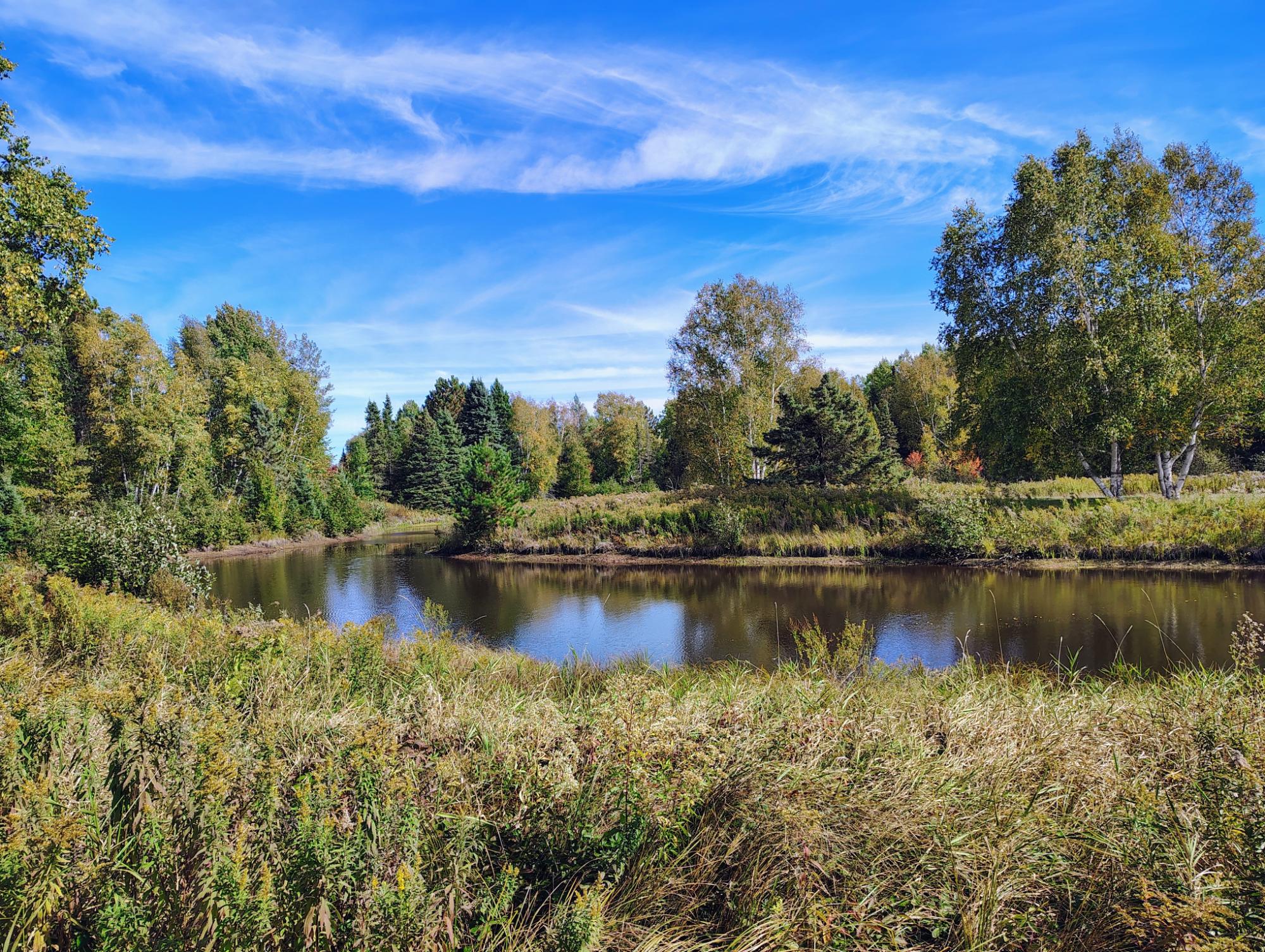 Wooded pond bordered by tall grasses and autumn foliage beneath a bright blue sky.