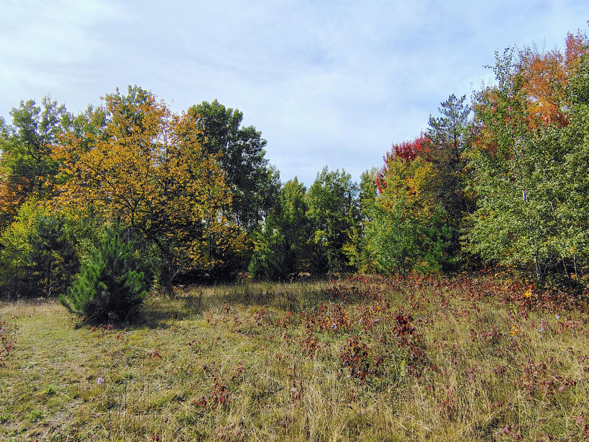 Wooded property clearing with tall grasses and colorful autumn trees.