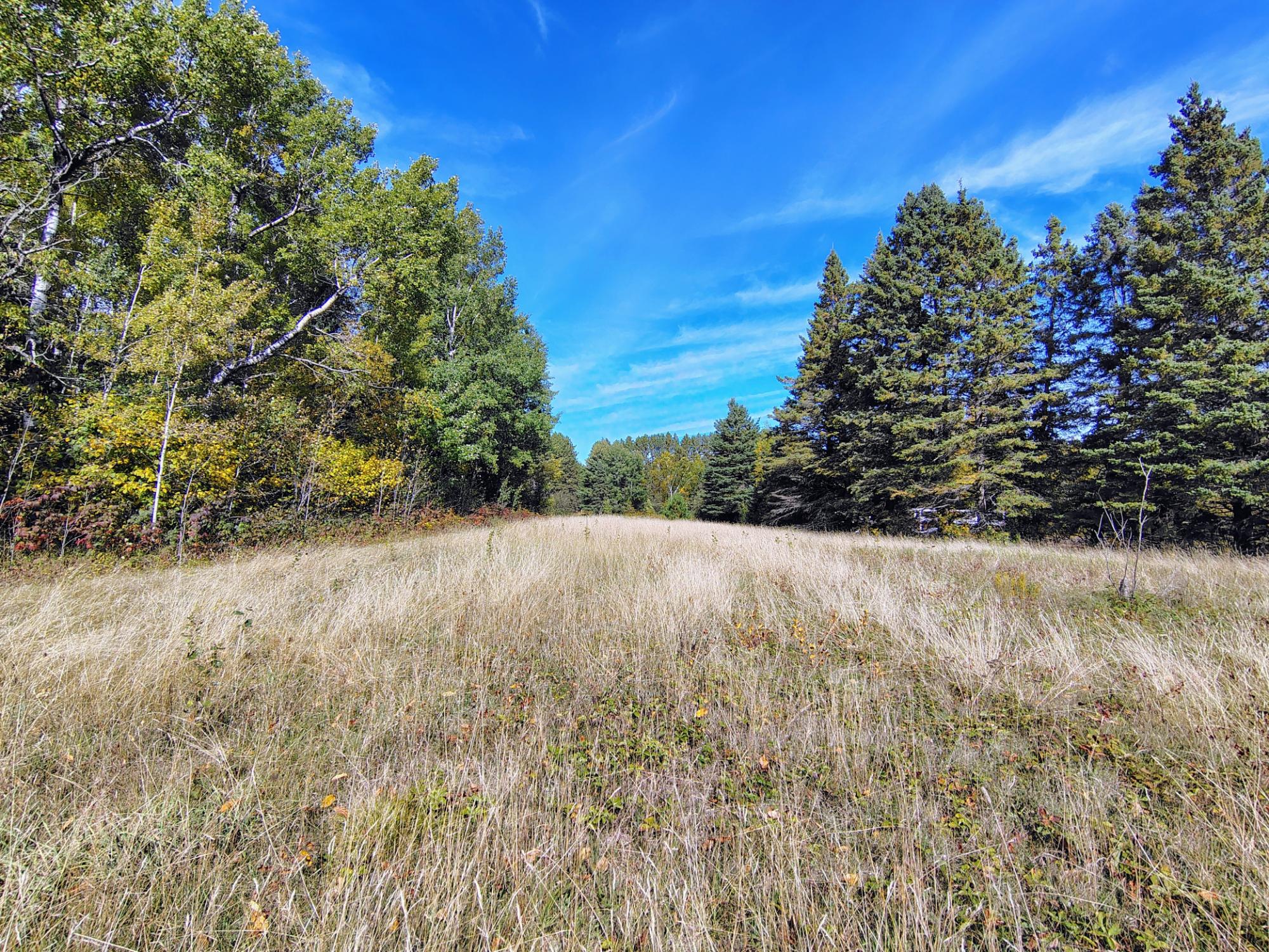 Open grassy meadow bordered by mixed trees, with early autumn foliage beneath a bright blue sky.