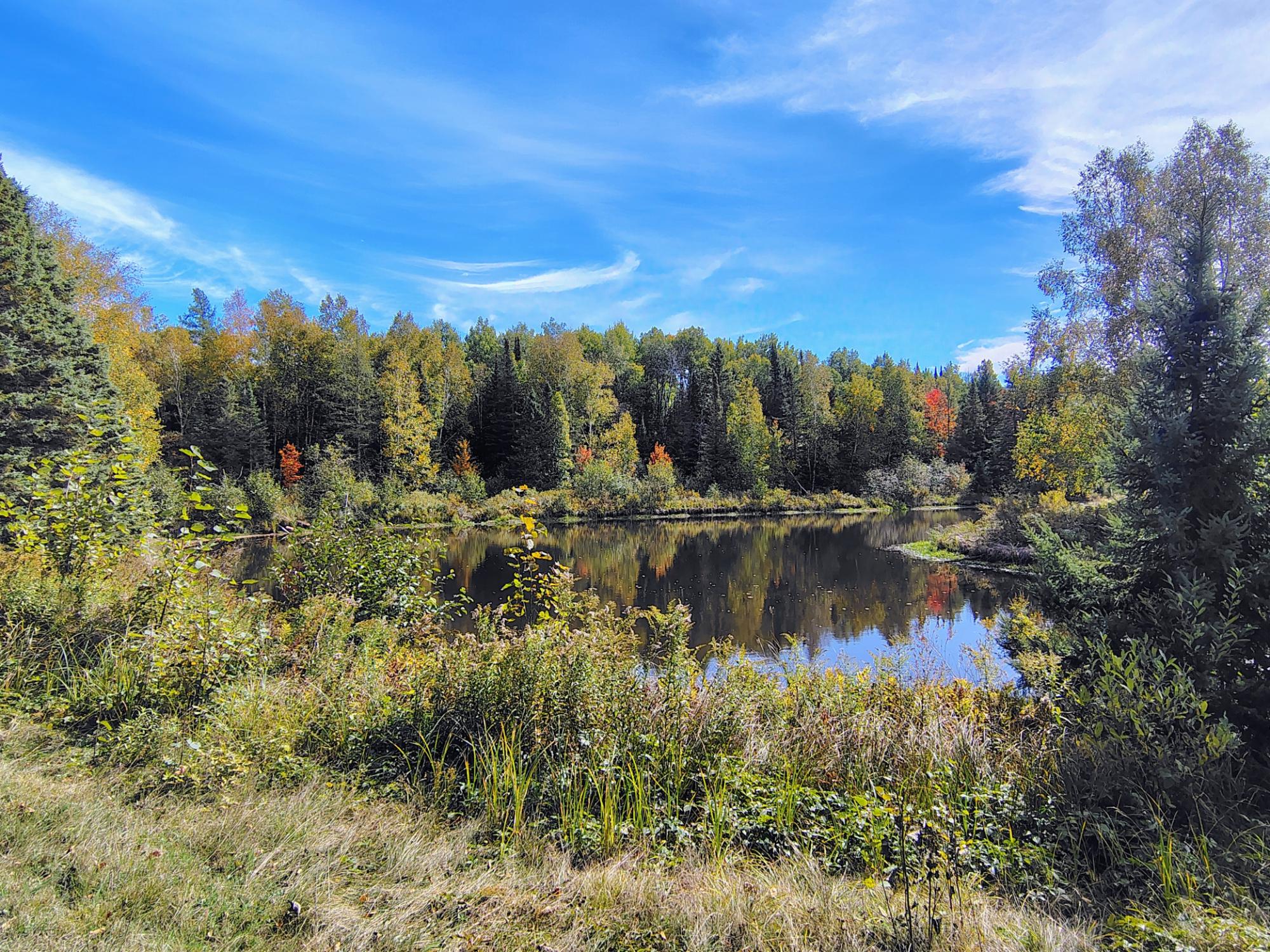 Wooded pond reflecting autumn trees, with grasses along the shoreline.