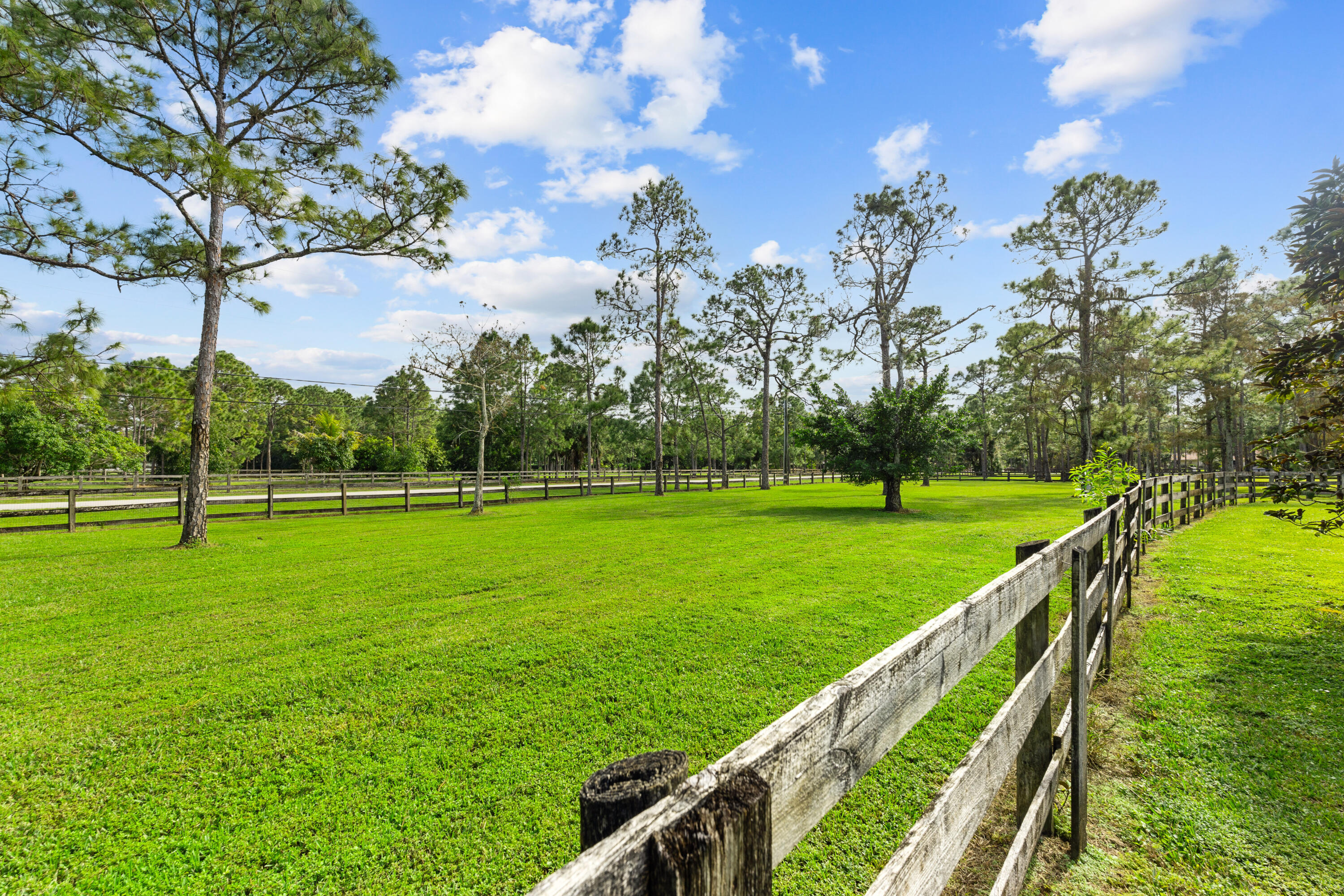 Wood-fenced grassy paddock with scattered pine trees and a wide open lawn.