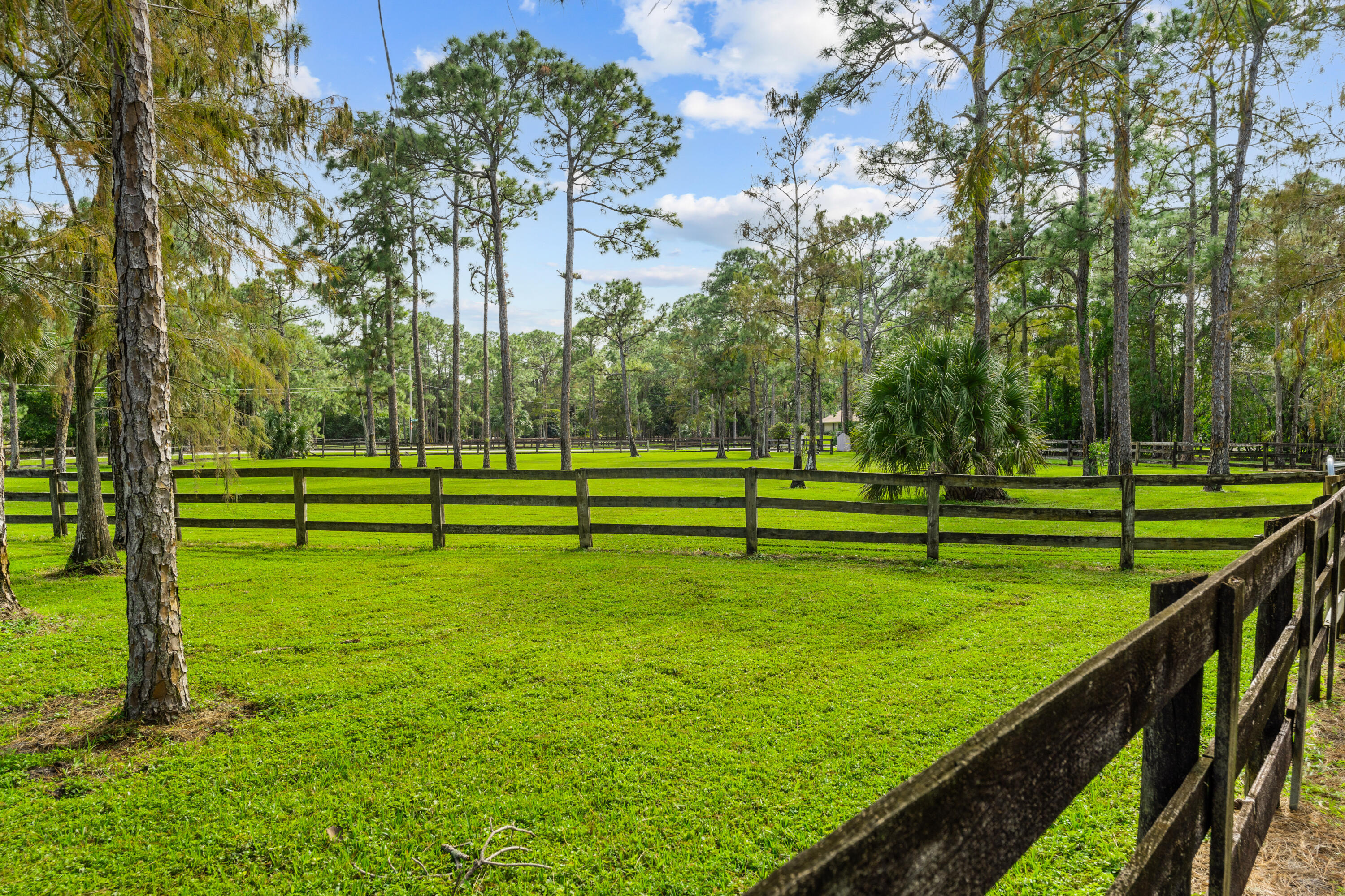 Grassy paddock with wooden fencing, tall pines, and palms.