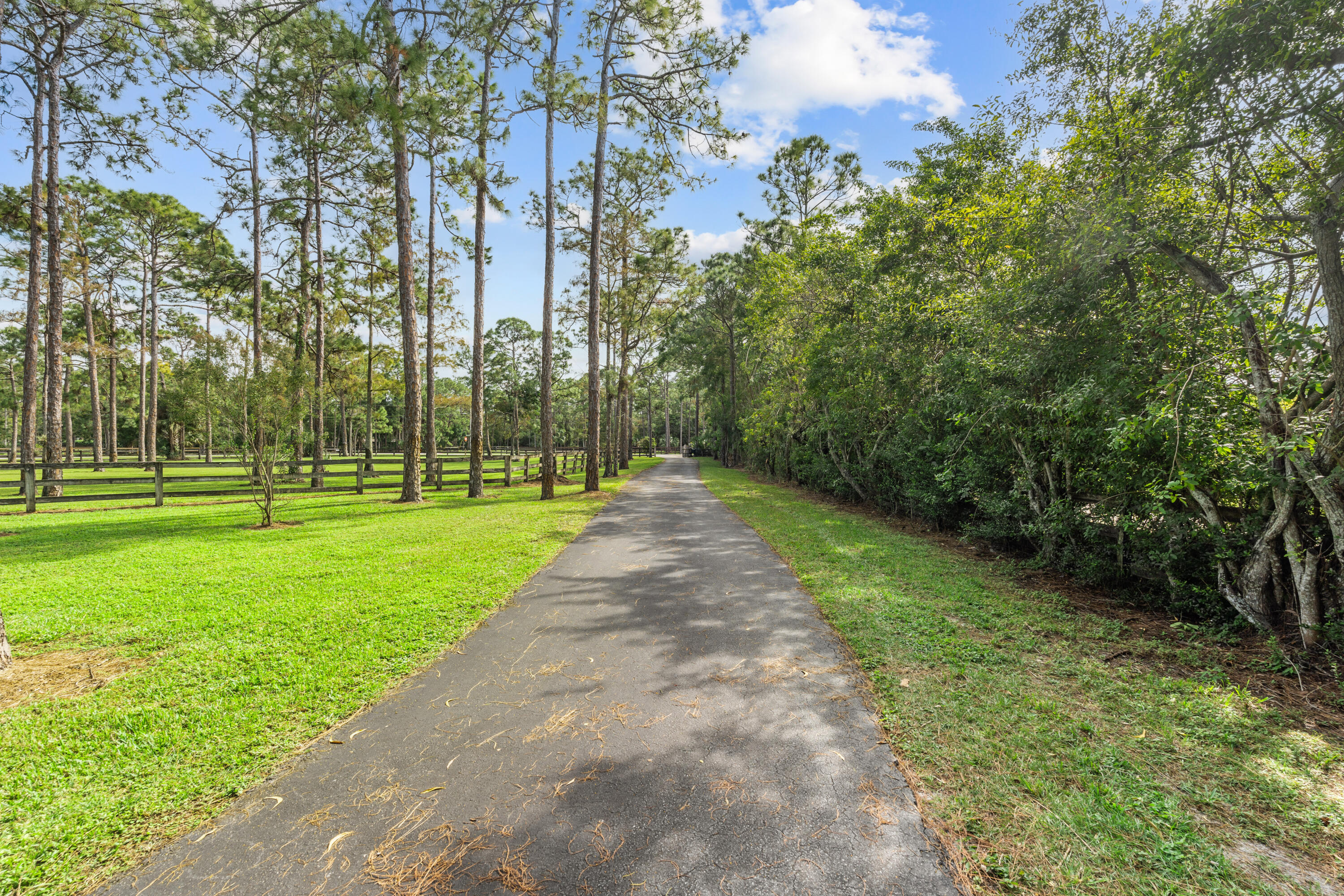 Paved driveway lined with pine trees, lawn, and wooden fencing.