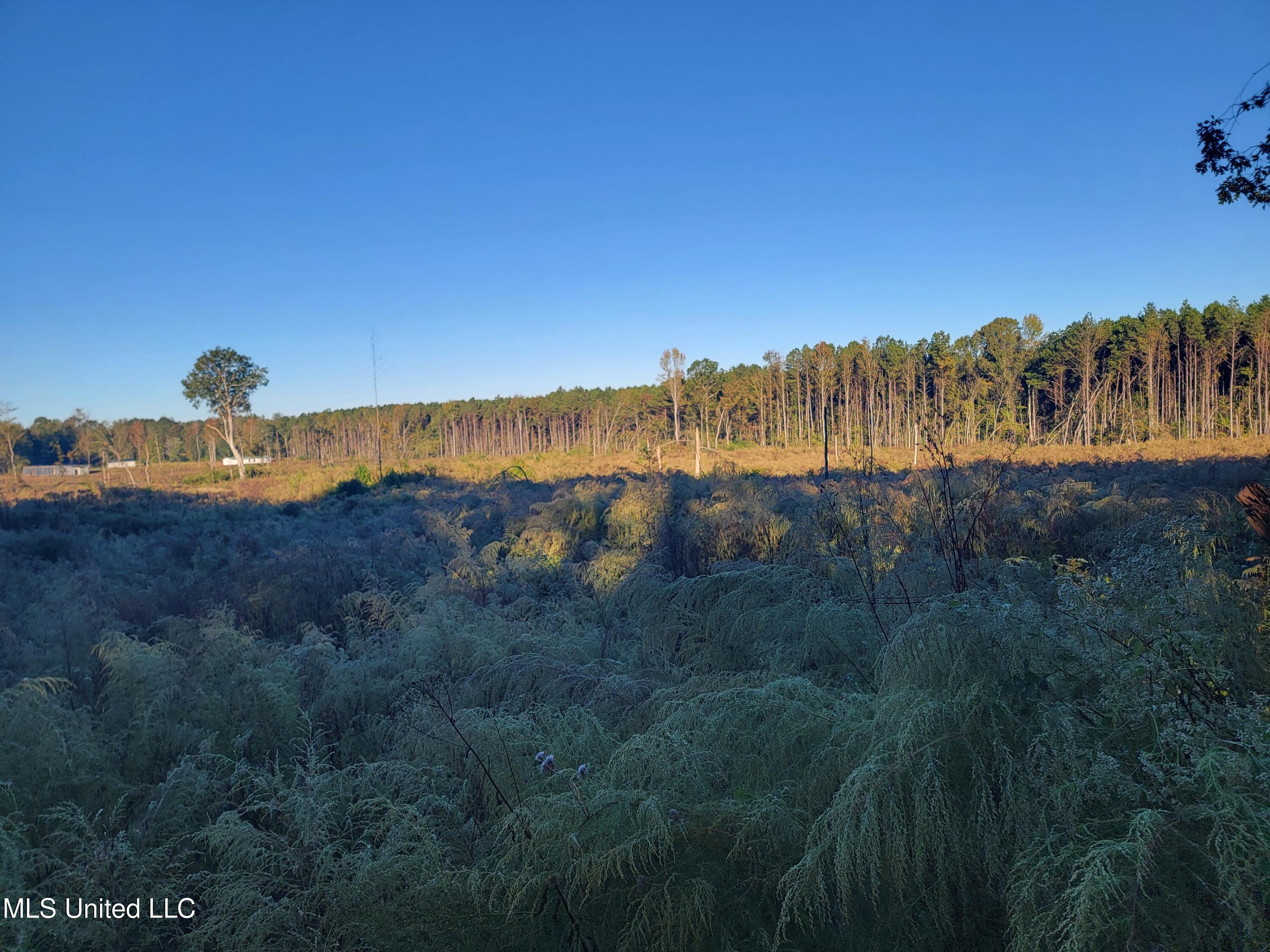 Haralson Lane, Forest
