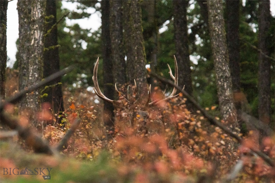 20 ac Alpine Springs Trail