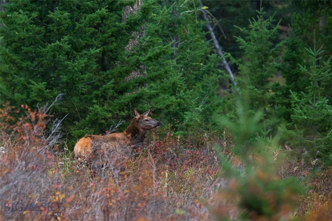 20 ac Alpine Springs Trail