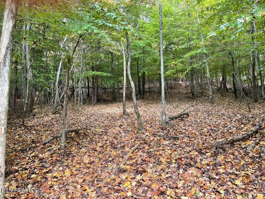 Rhea Rd