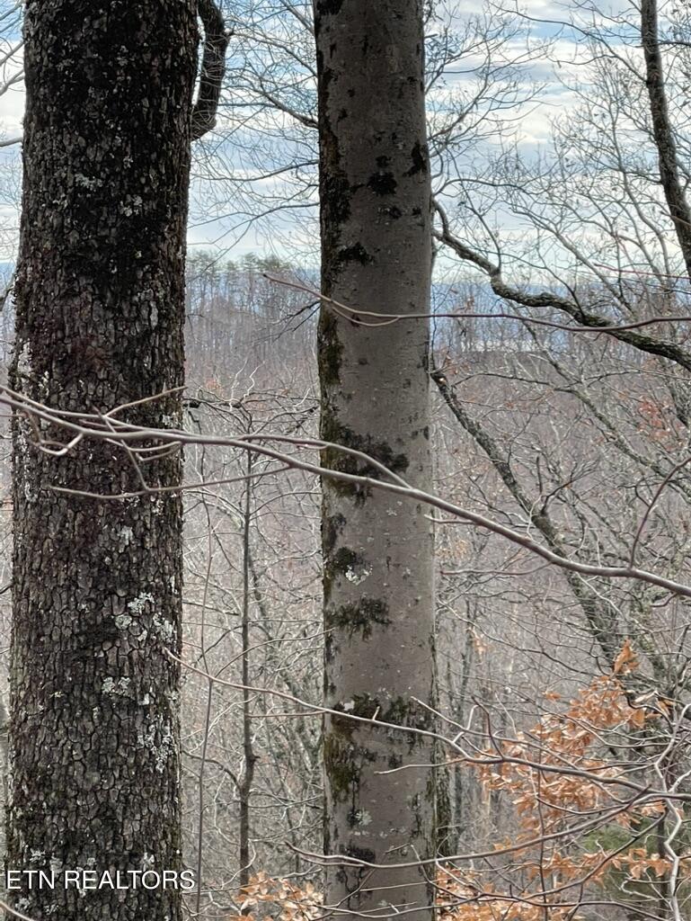 Rhea Rd