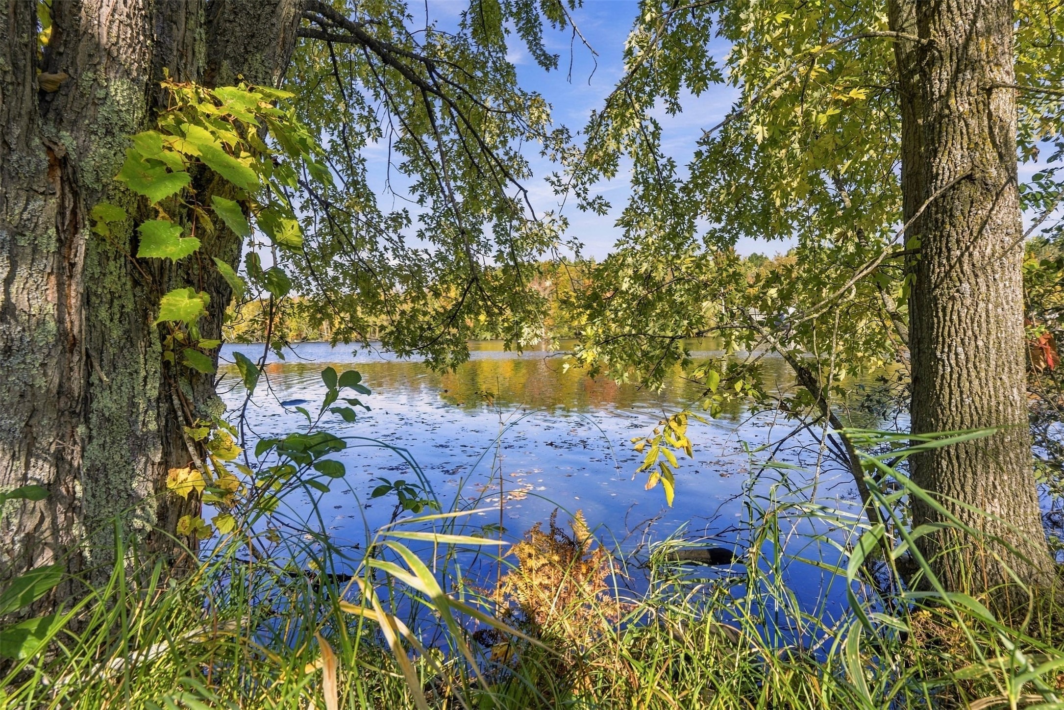 Waterfront property framed by mature trees and shoreline grasses with autumn foliage.