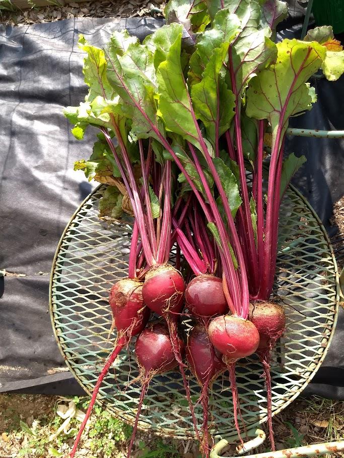 1440 Deerfield RD, Dripping Springs