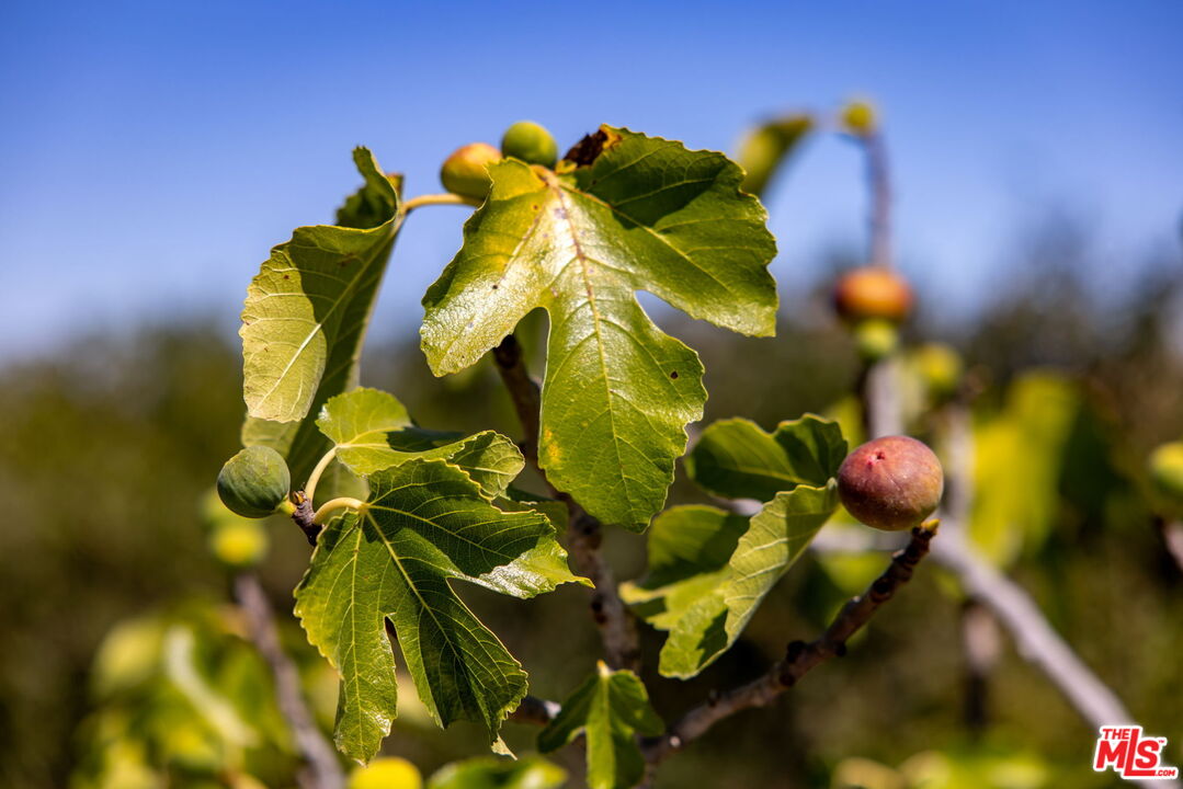 8704 Hollywood Hills Rd