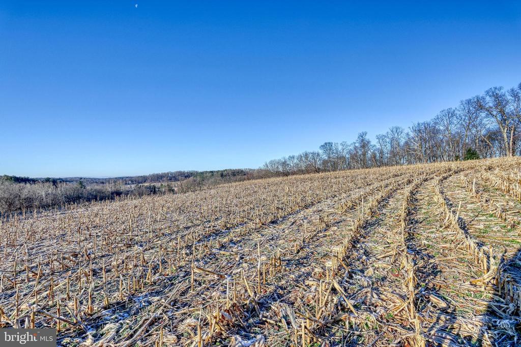 Rolling harvested field with cut stalks and leafless trees beneath a clear blue sky.