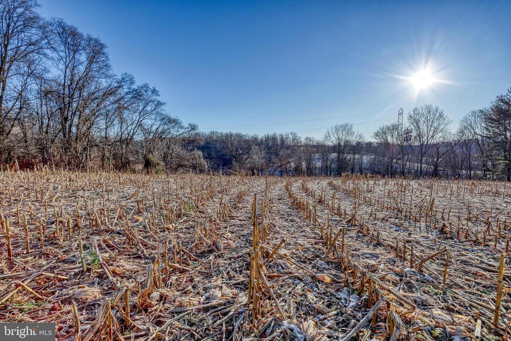 Rural property with a harvested cornfield, leafless trees, and bright winter sun.