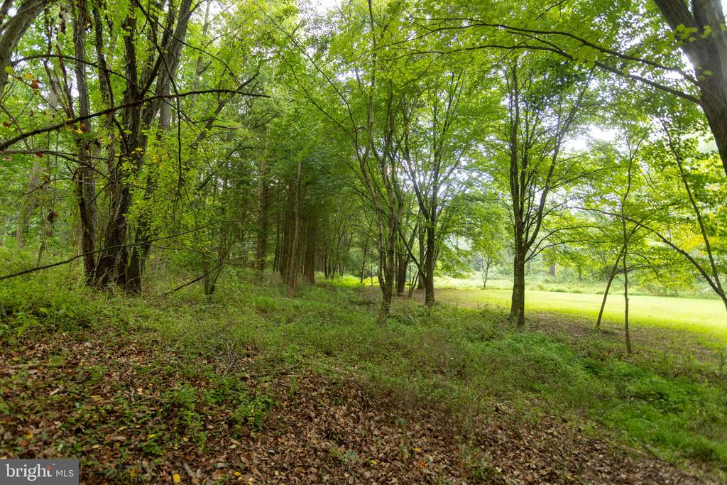 Wooded property with mature trees bordering a sunny grassy clearing.