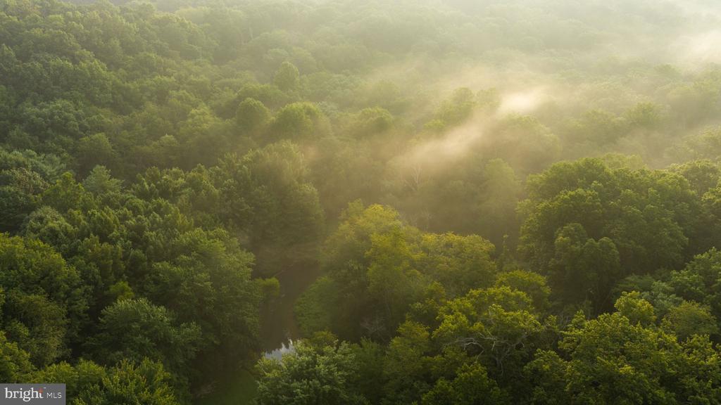 Aerial view of a winding stream through dense woodland beneath hazy sunlight.