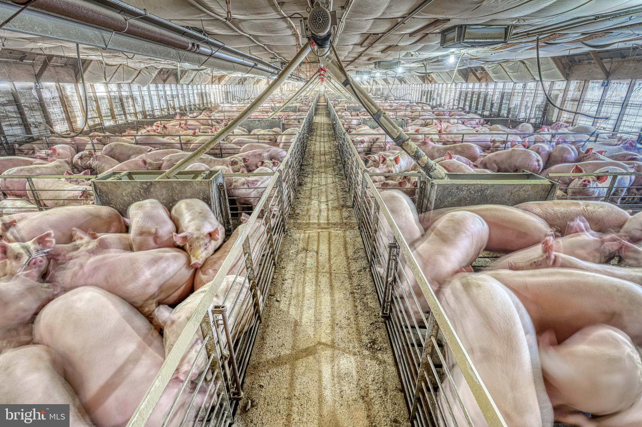 Pig barn with crowded pens on either side of a central walkway.