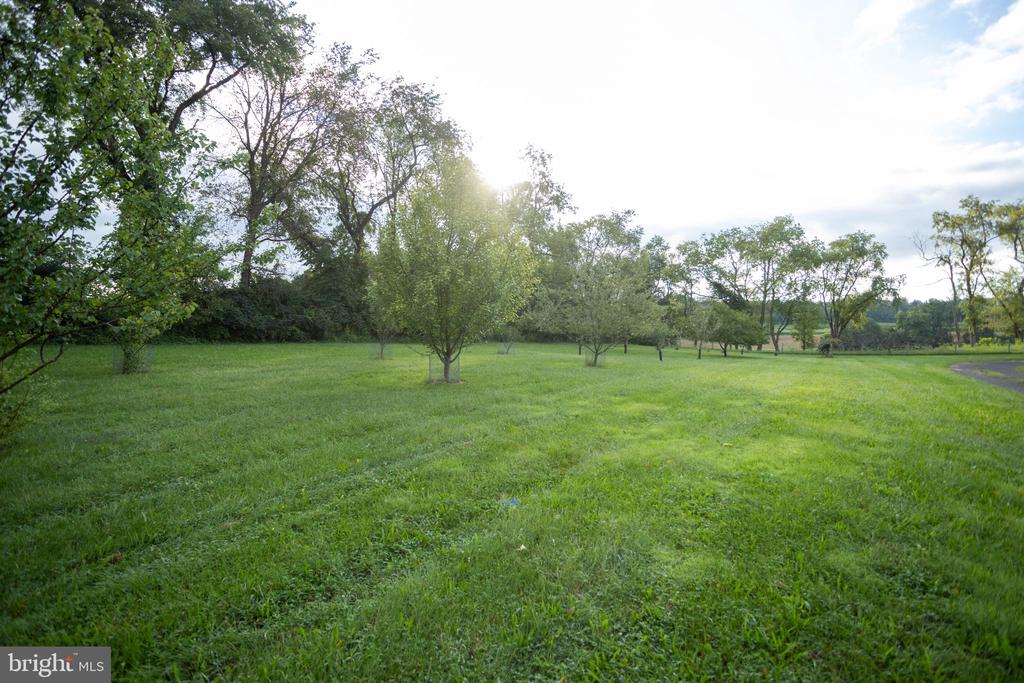 Grassy yard with scattered mature trees and a paved drive.