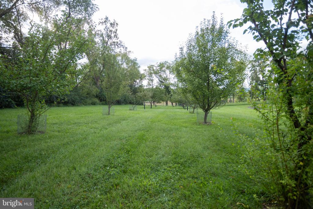 Grassy yard with rows of young trees and mature trees along the edges.