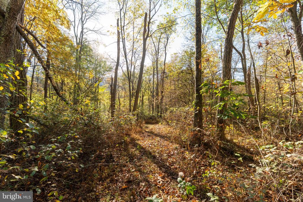 Wooded property with a leaf-covered path winding between mature trees in autumn.