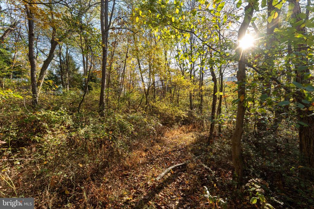 Wooded property with a leaf-covered clearing and sunlight filtering through autumn trees.