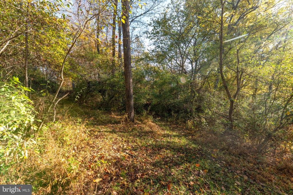 Wooded property lot with leaf-covered ground and sunlight filtering through autumn trees.