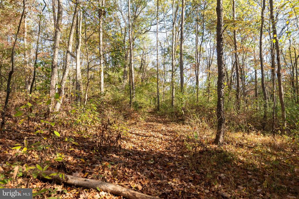 Wooded lot with mature trees and an autumn leaf-covered forest floor.