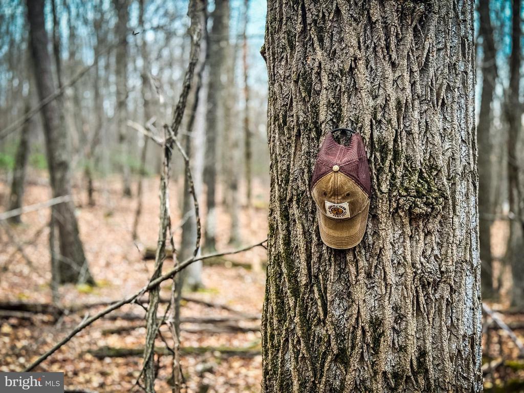 Wooded lot with a baseball cap hanging on a large tree