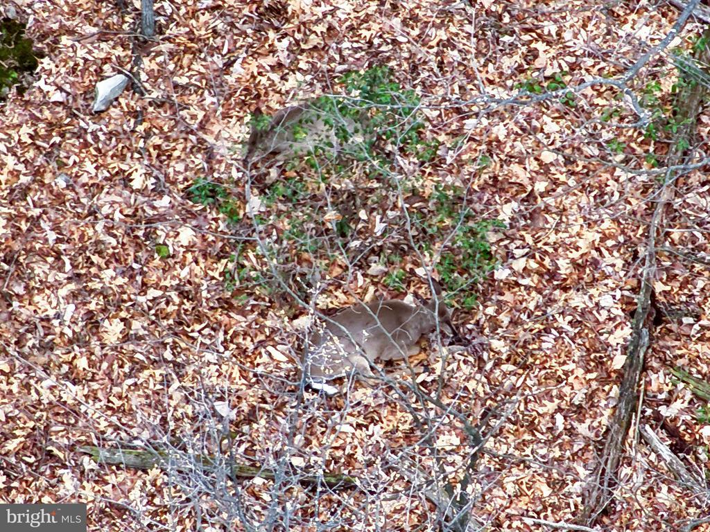 A deer stands among fallen leaves and bare branches in a wooded area.