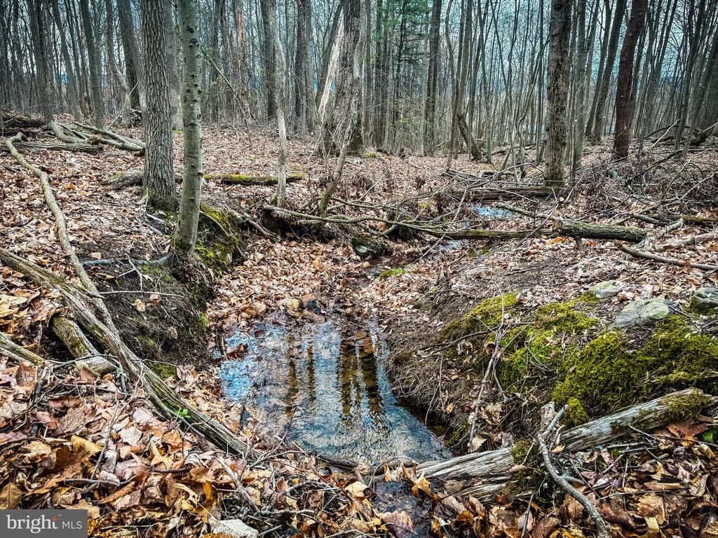 Wooded property with a shallow stream winding among fallen logs and autumn leaves.
